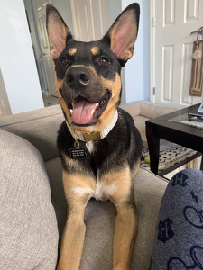 Stephanie Trobradovic